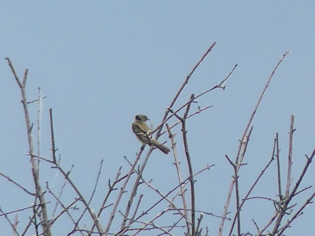 Willow Flycatcher - ML637745191