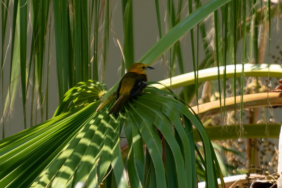 Yellow-tailed Oriole - ML637745216