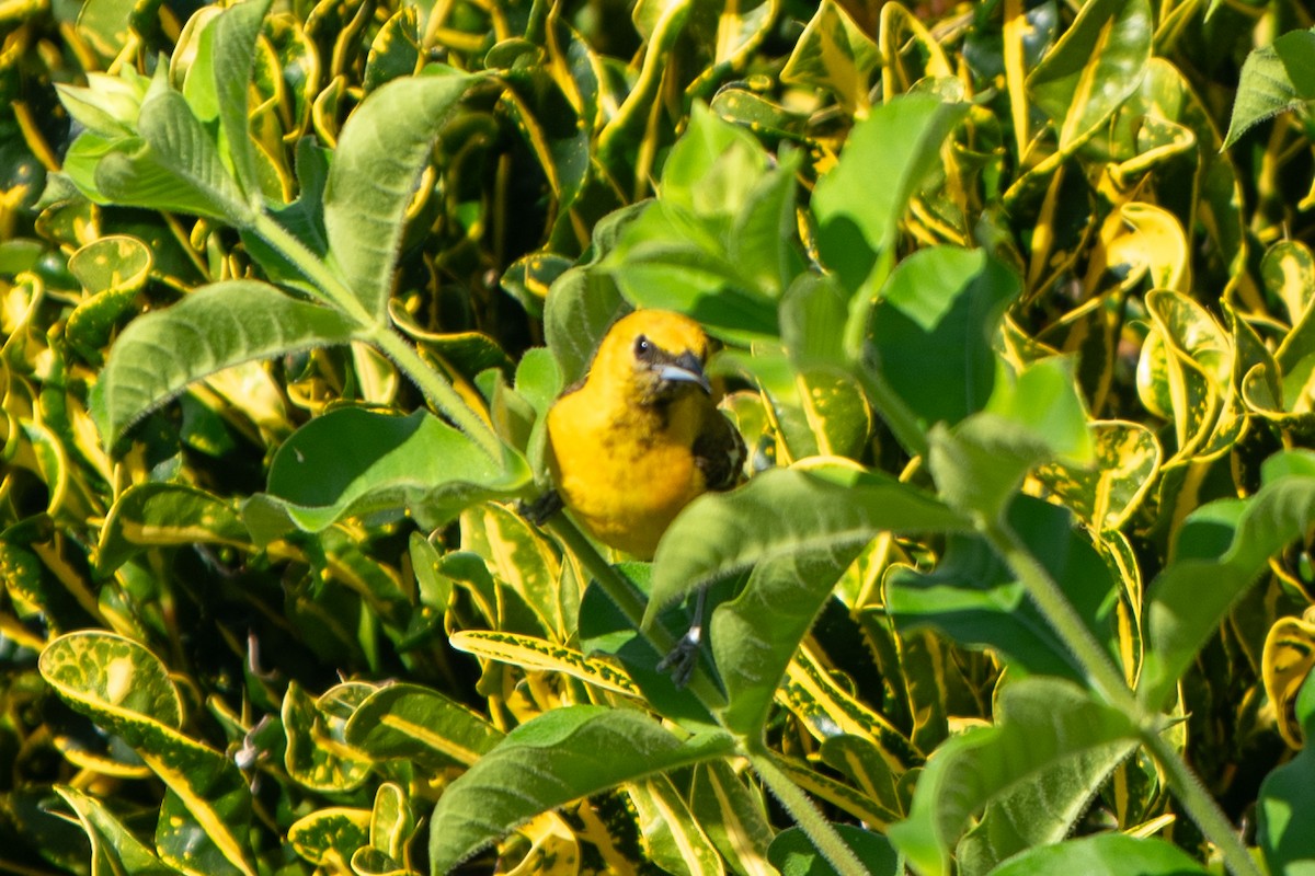 Yellow-tailed Oriole - ML637745217
