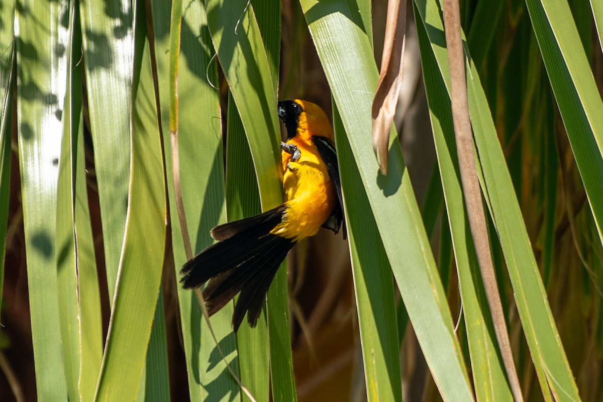 Yellow-tailed Oriole - ML637745218