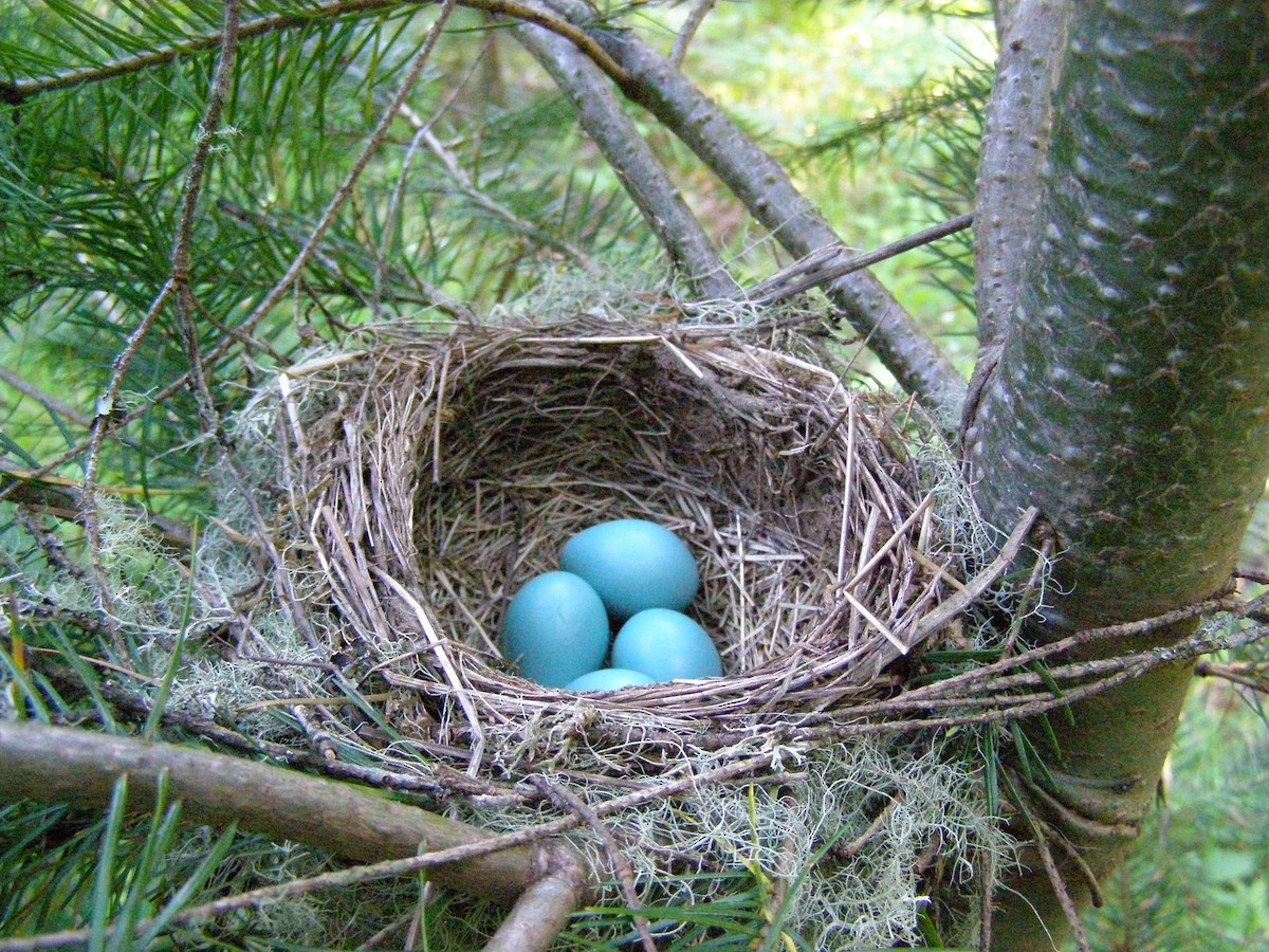 American Robin - ML637745223