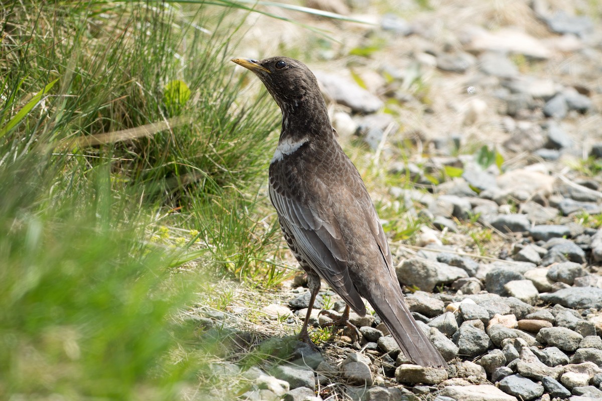 Ring Ouzel - ML637745290
