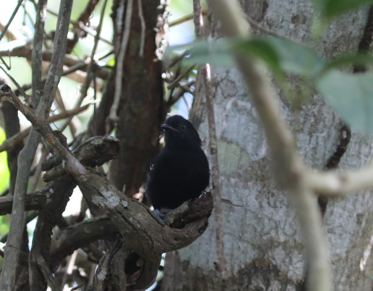 Mato Grosso Antbird - ML637745413