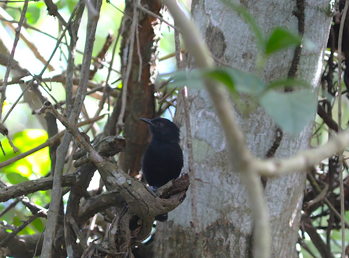Mato Grosso Antbird - ML637745414