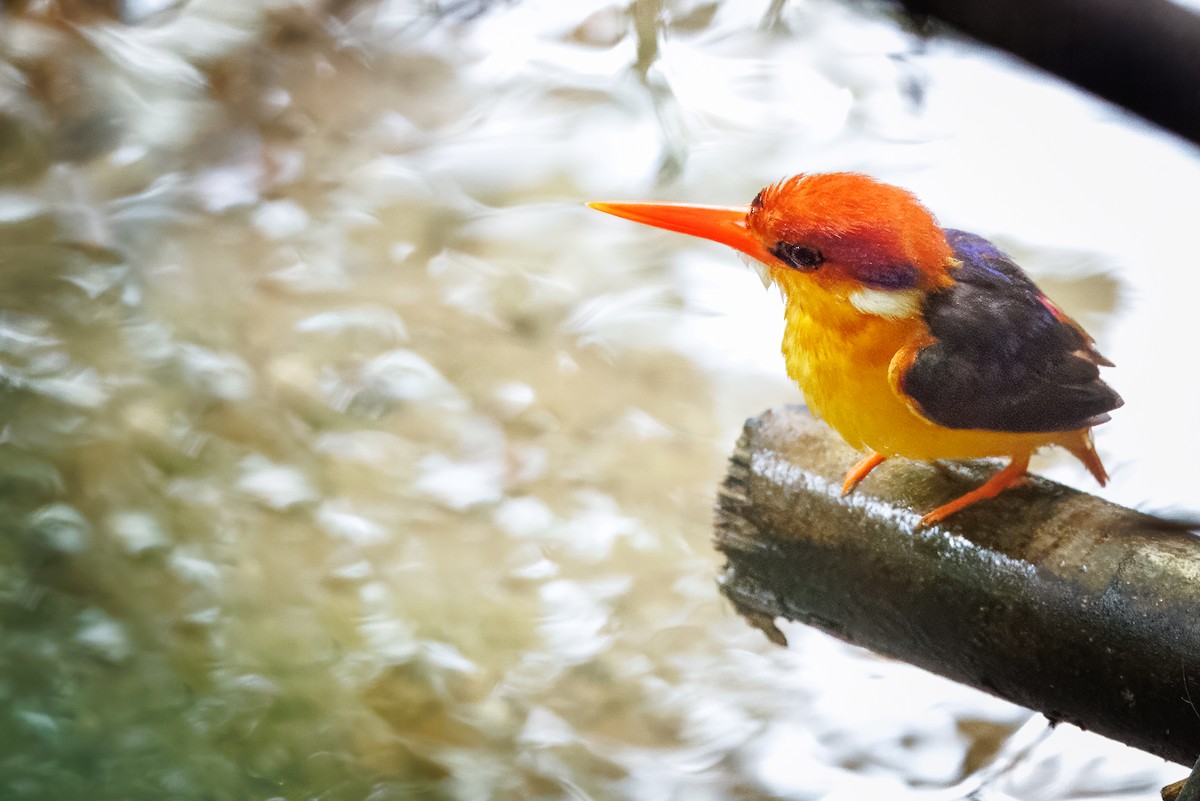 Black-backed Dwarf-Kingfisher - ML637745416