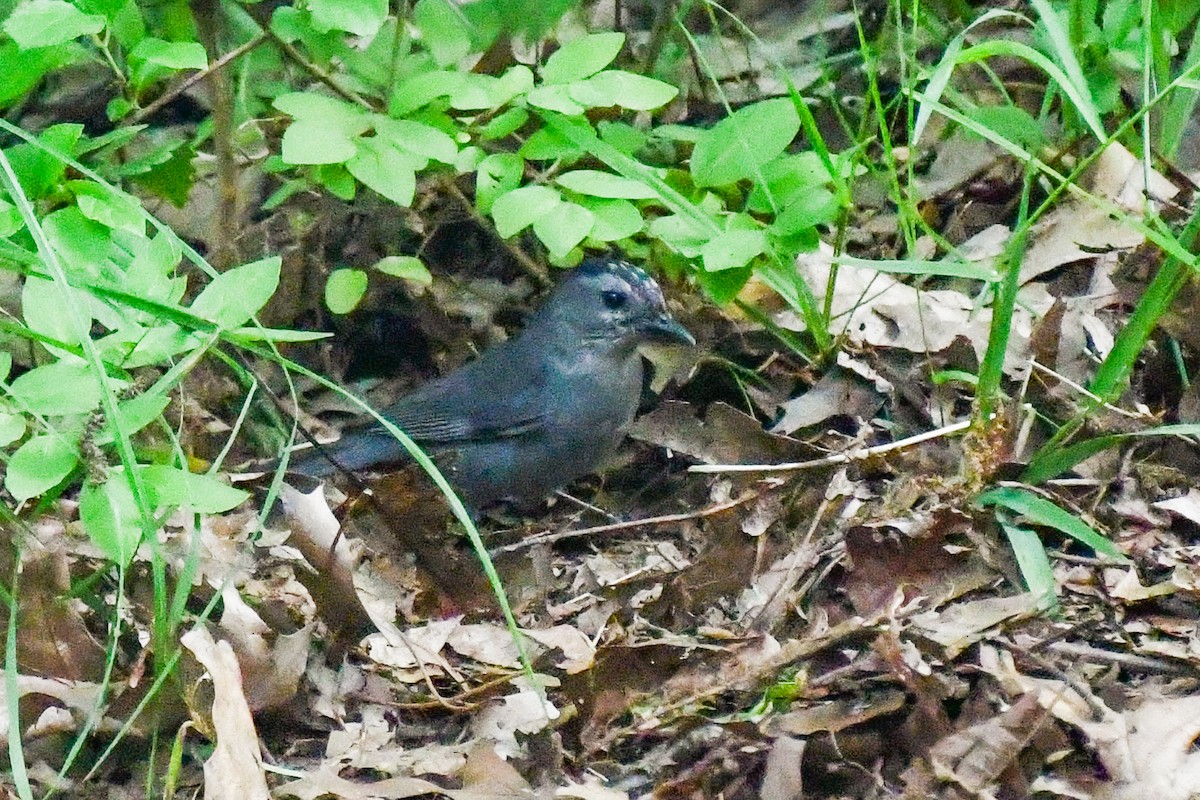 Gray Catbird - ML637745508