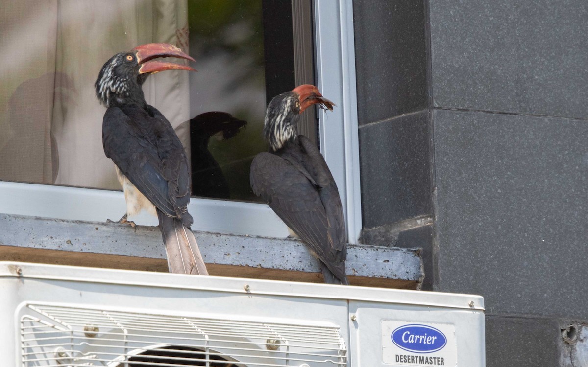 Crowned Hornbill - ML637745573