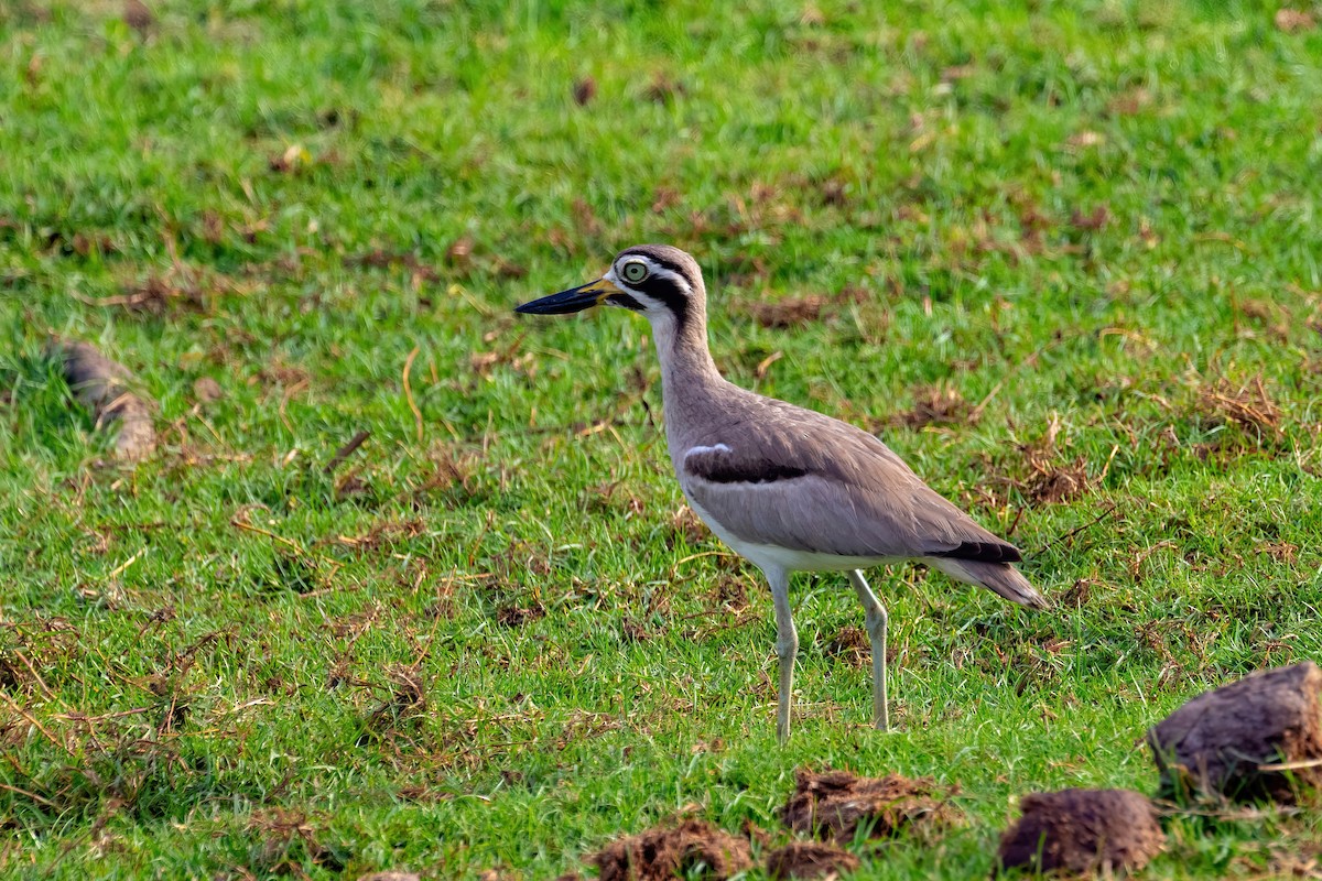 Great Thick-knee - ML637745650