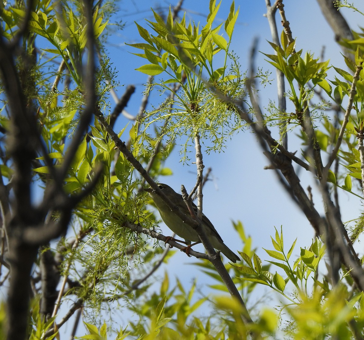 Blackpoll Warbler - ML637745659