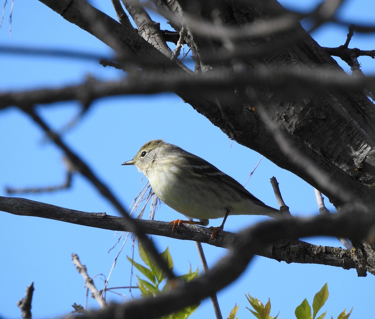 Blackpoll Warbler - ML637745660