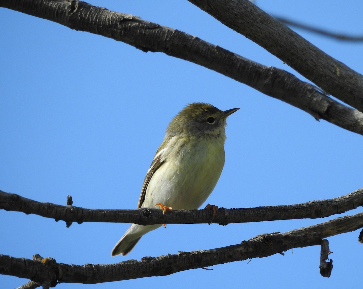 Blackpoll Warbler - ML637745661