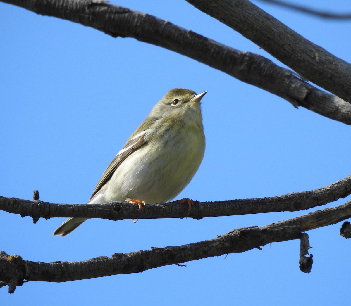 Blackpoll Warbler - ML637745662