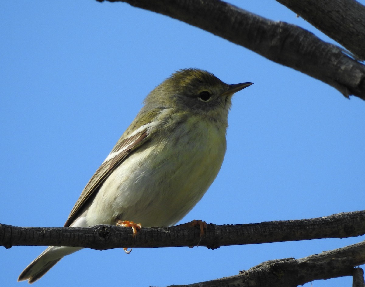 Blackpoll Warbler - ML637745663