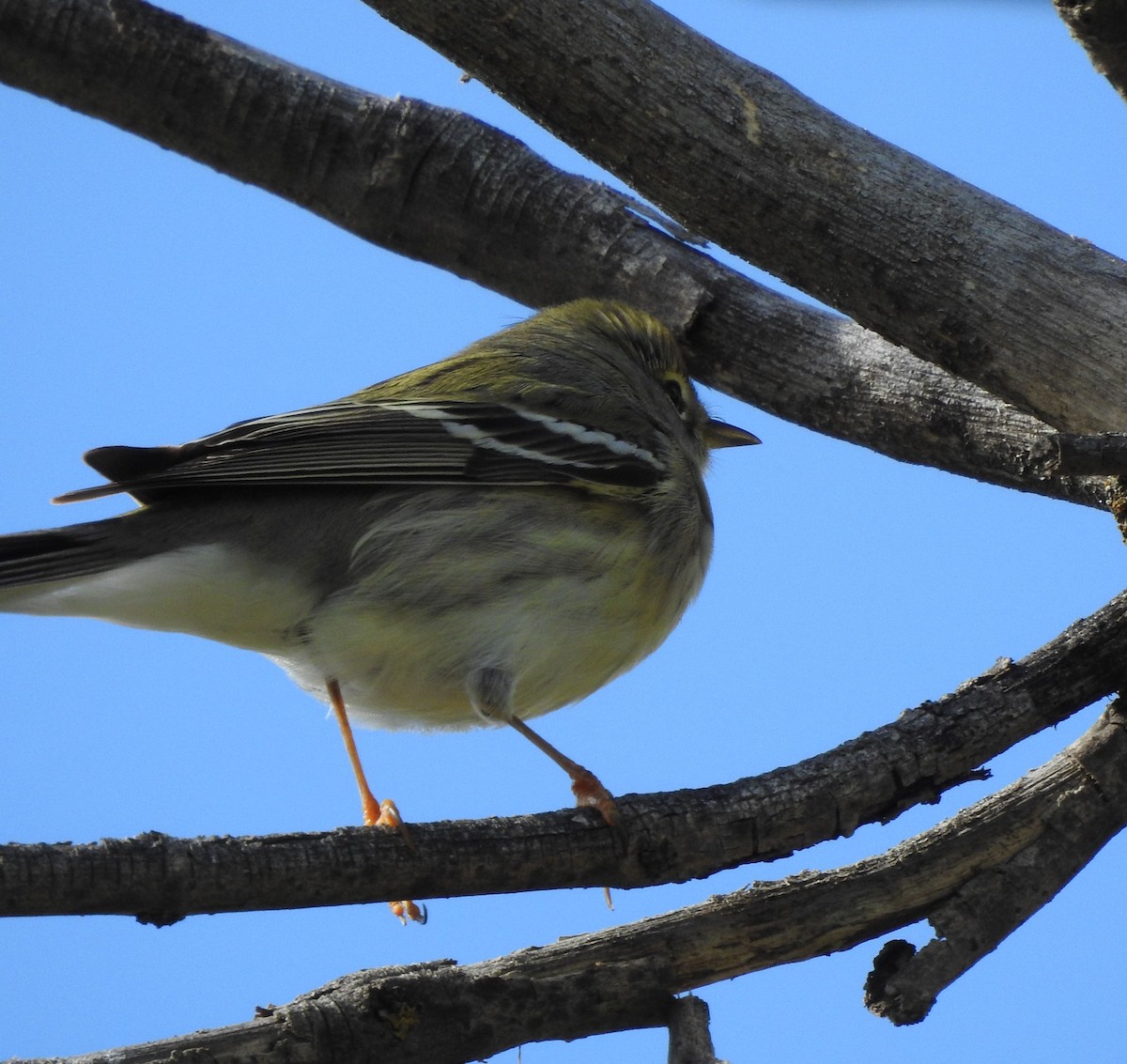 Blackpoll Warbler - ML637745664