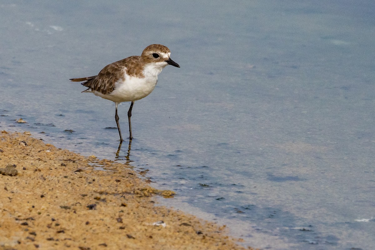 Siberian/Tibetan Sand-Plover - ML637745708
