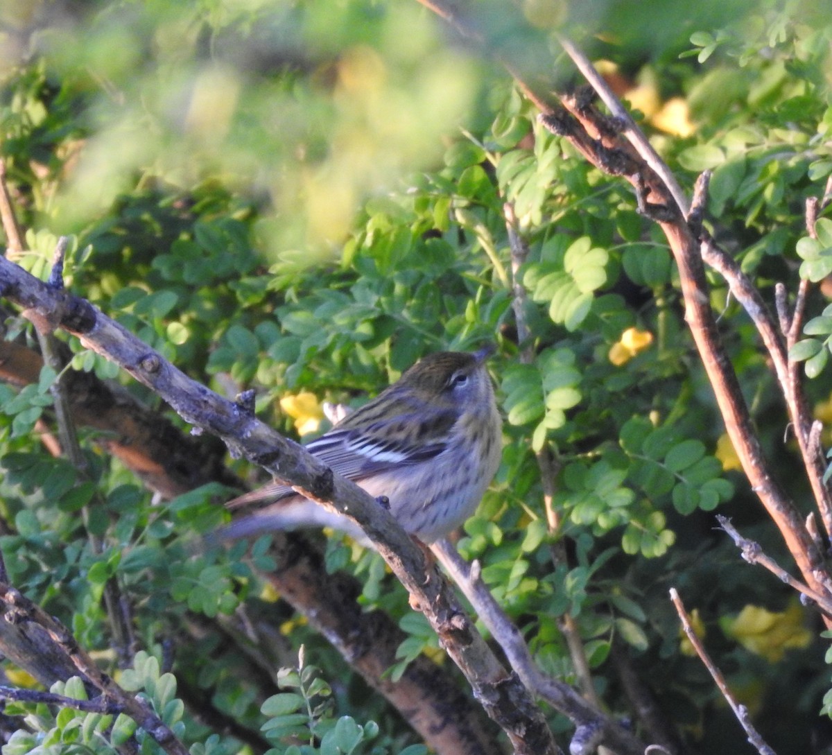Blackpoll Warbler - ML637745744