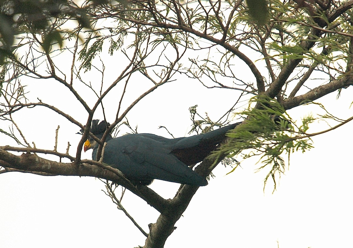 Great Blue Turaco - ML637745751