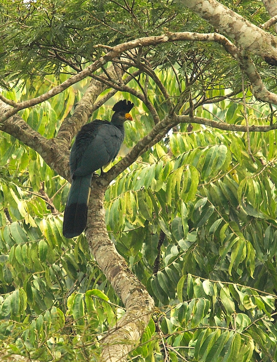 Great Blue Turaco - ML637745752