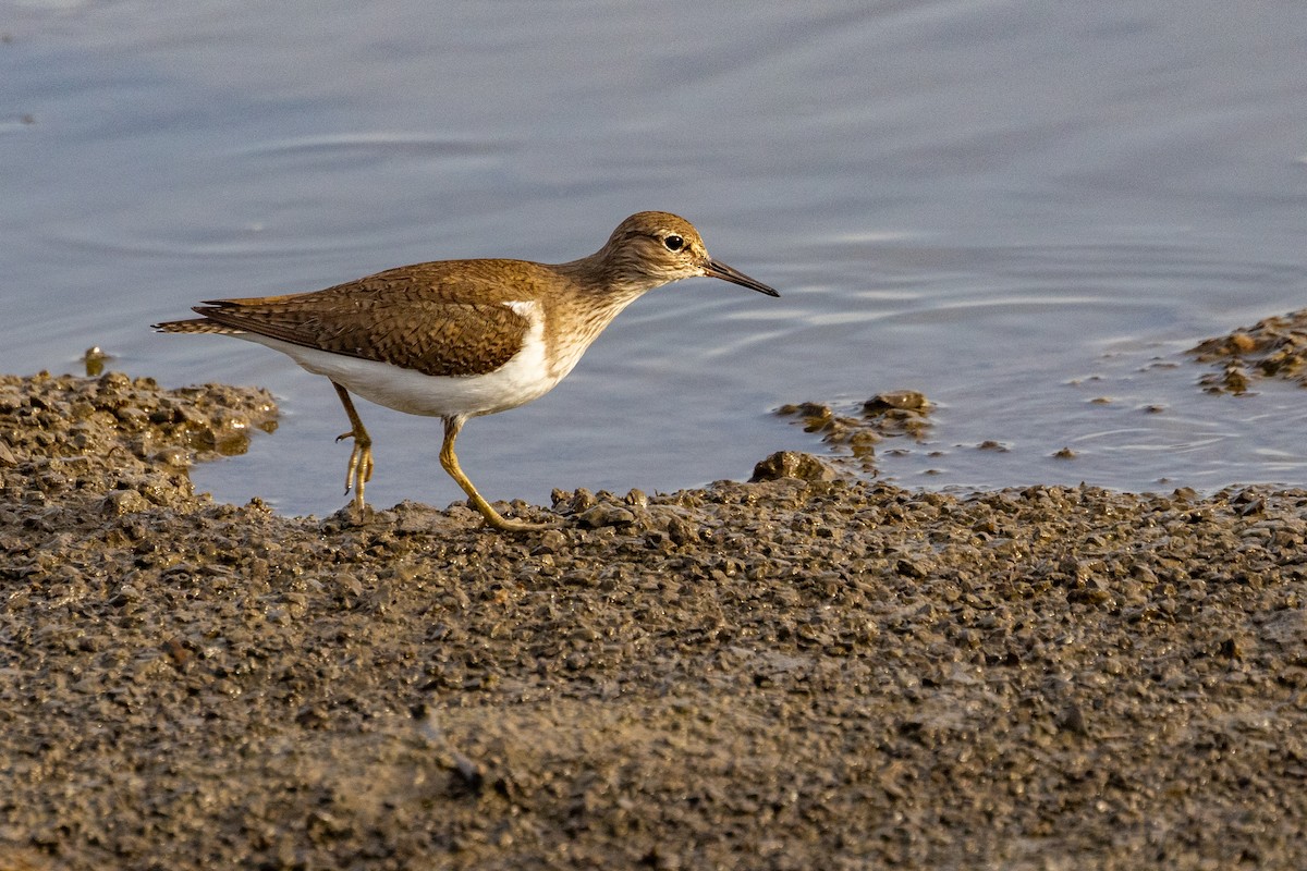 strandsnipe - ML637745757