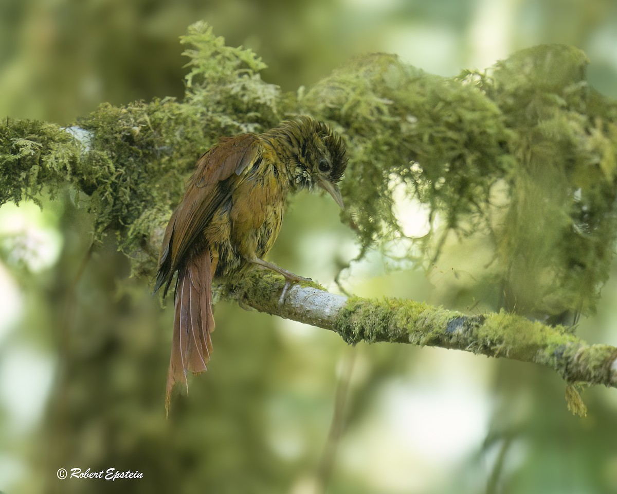 Ruddy Treerunner - ML637745769
