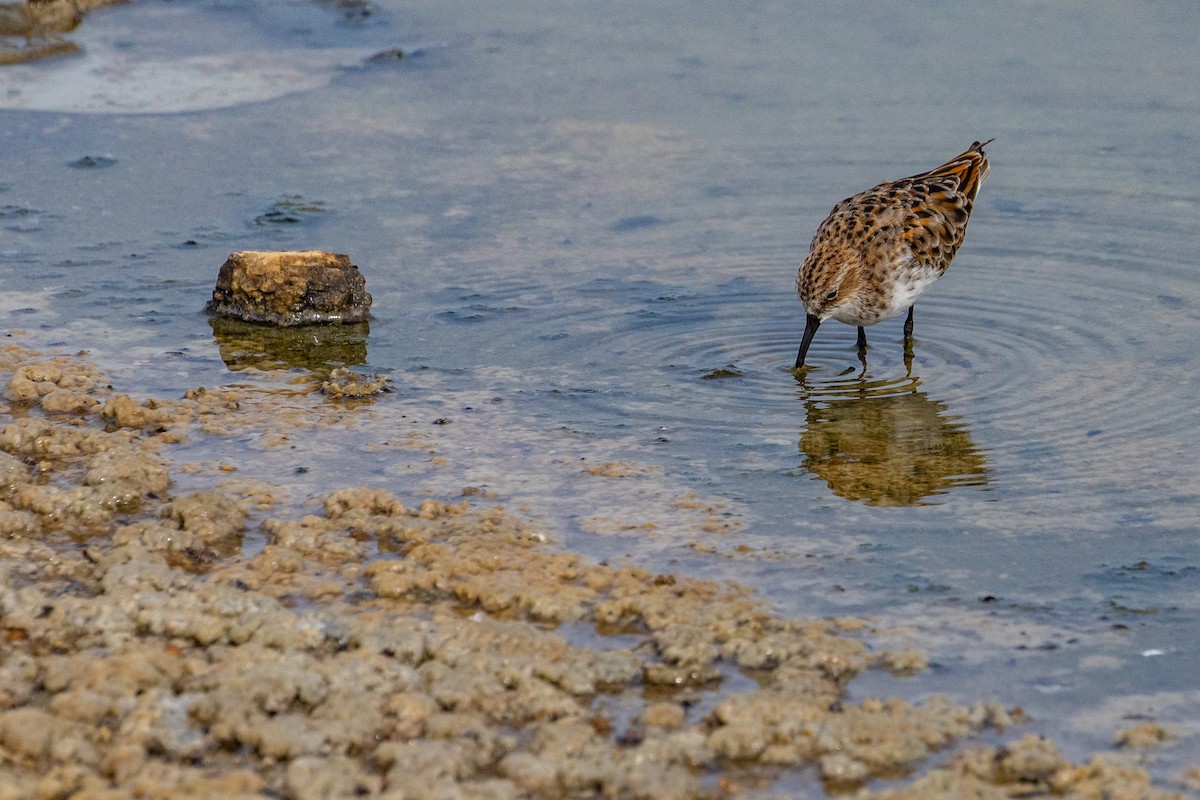 Little Stint - ML637745844