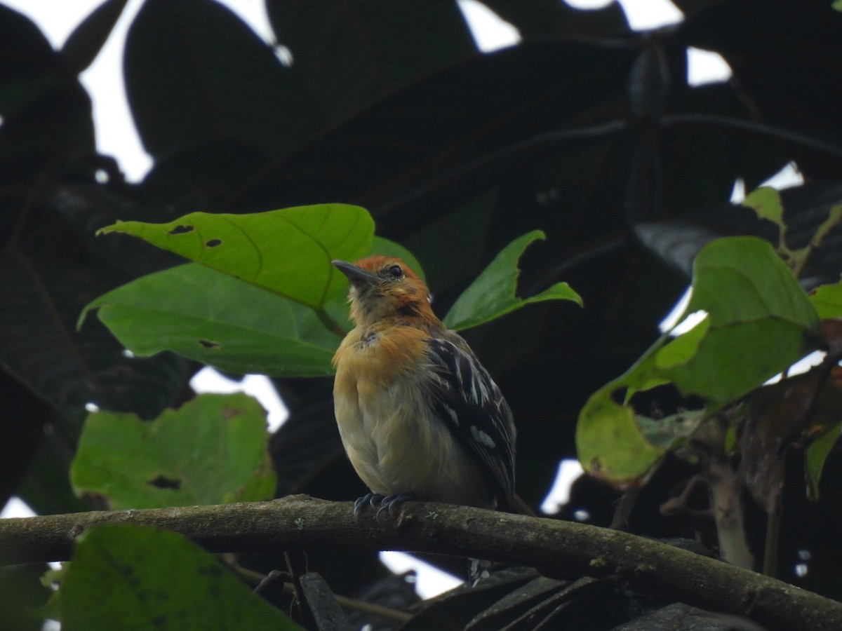 Pacific Antwren - ML637745846