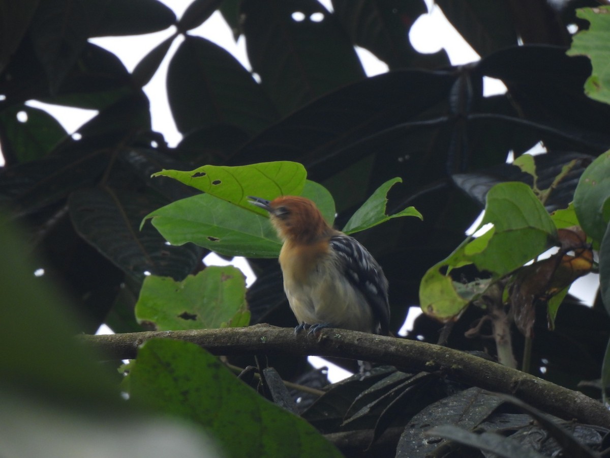 Pacific Antwren - ML637745847