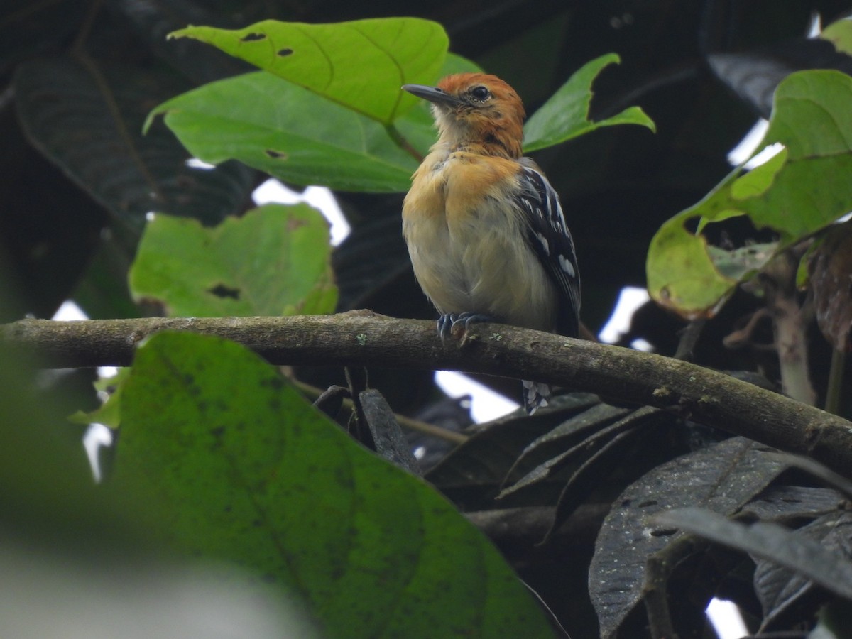 Pacific Antwren - ML637745848