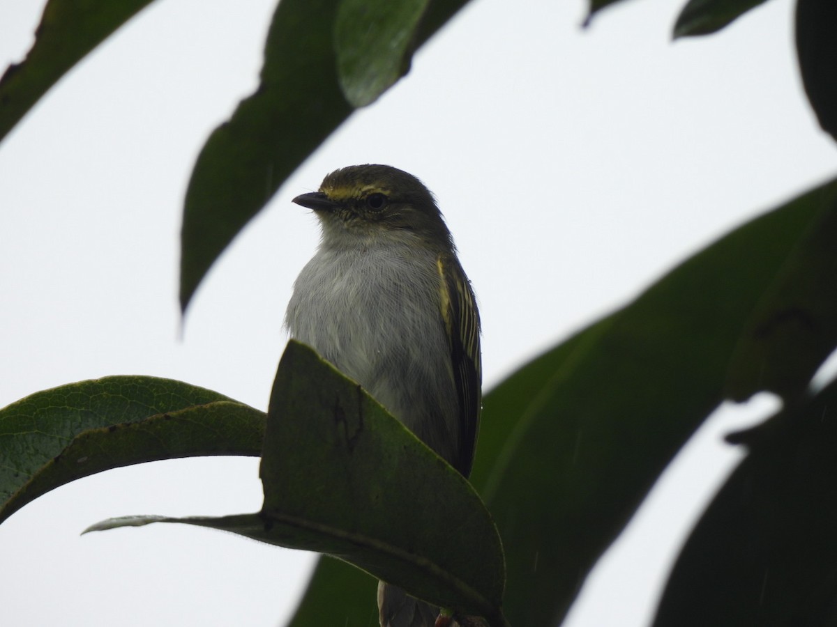 Choco Tyrannulet - ML637745862