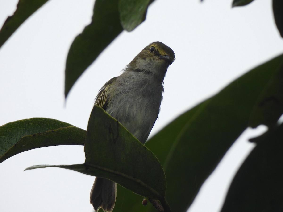 Choco Tyrannulet - ML637745863