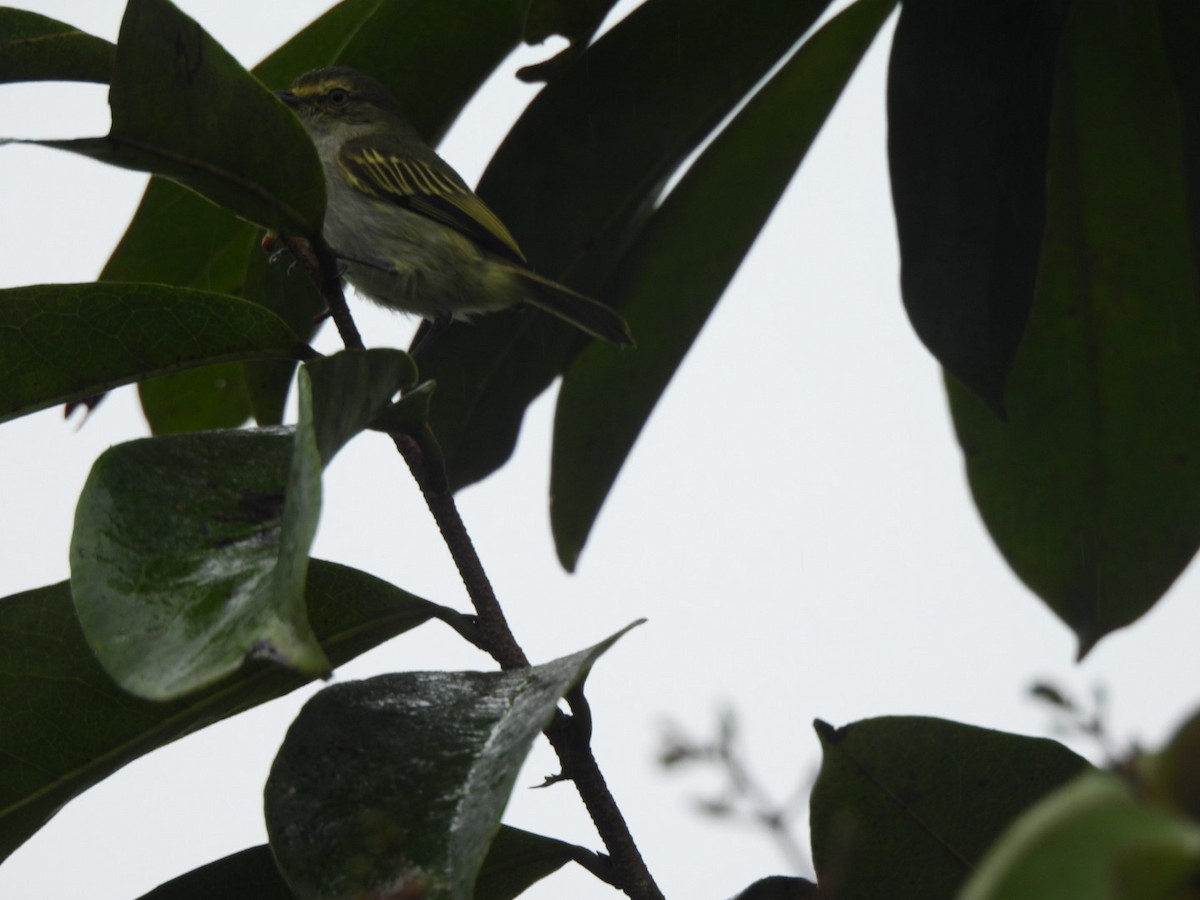 Choco Tyrannulet - ML637745864