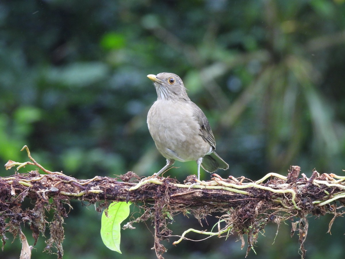 Ecuadorian Thrush - ML637745880