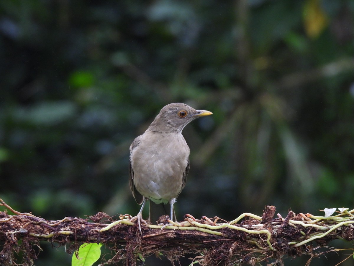 Ecuadorian Thrush - ML637745883