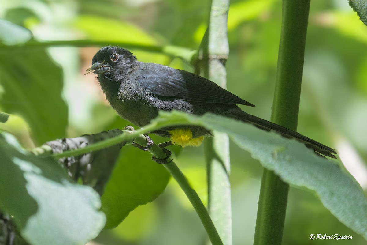 Yellow-thighed Brushfinch - ML637745894