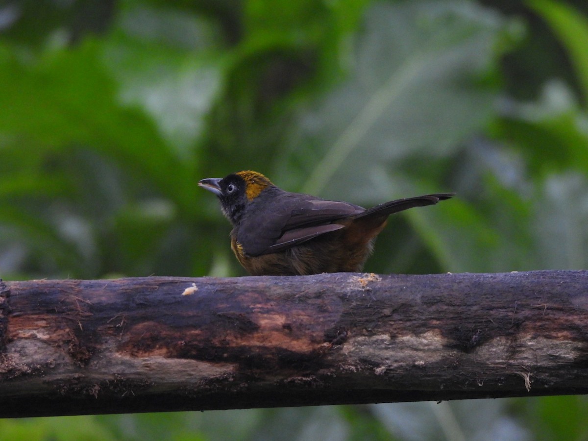 Dusky-faced Tanager - ML637745906