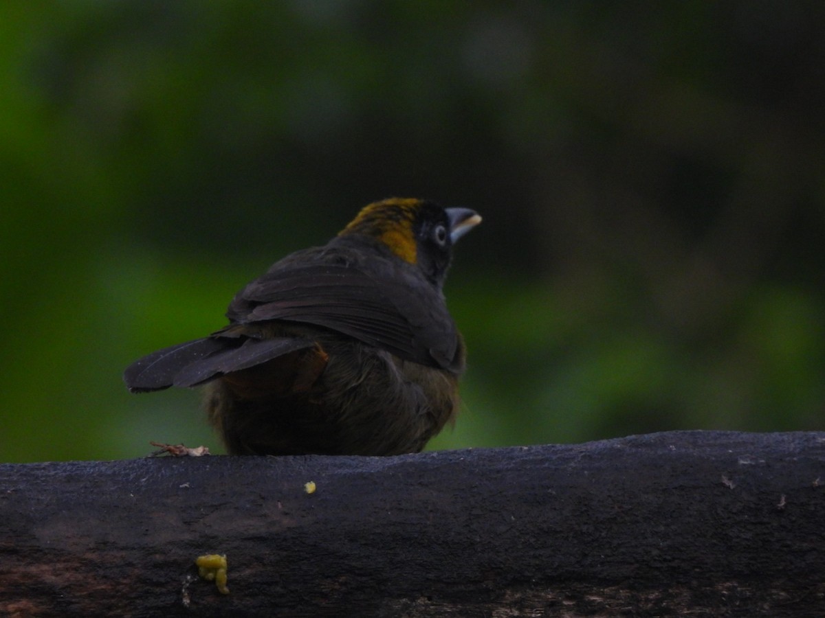 Dusky-faced Tanager - ML637745907