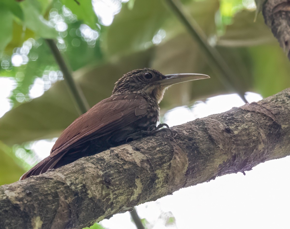 Ivory-billed Woodcreeper - ML637745909