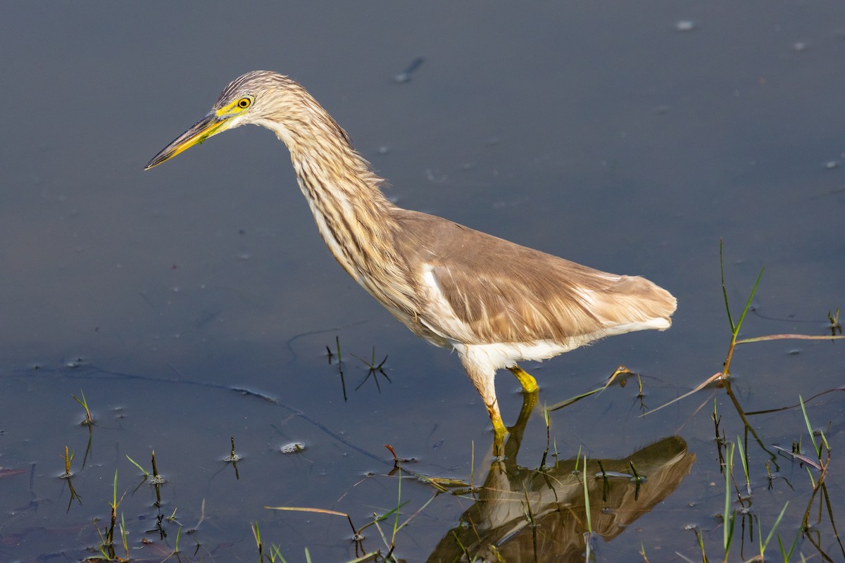 mangrovehegre - ML637745913