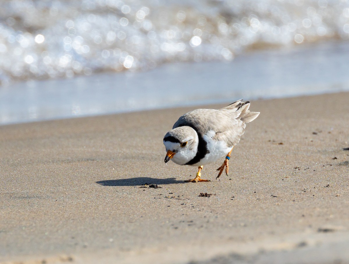 Piping Plover - ML637745934