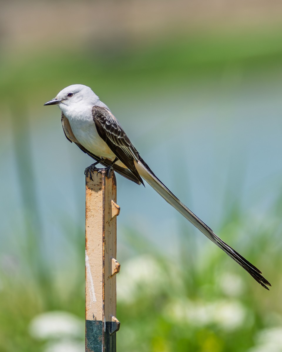 Scissor-tailed Flycatcher - ML637746020