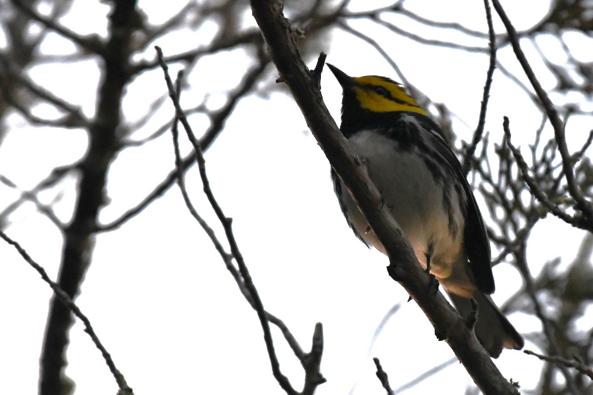 Golden-cheeked Warbler - ML637746030