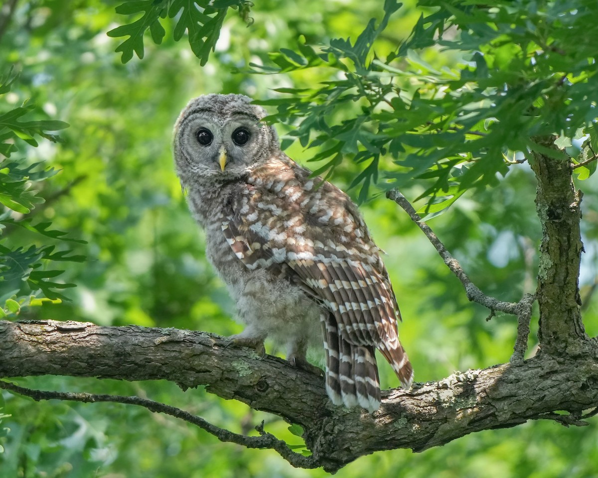 Barred Owl - ML637746078