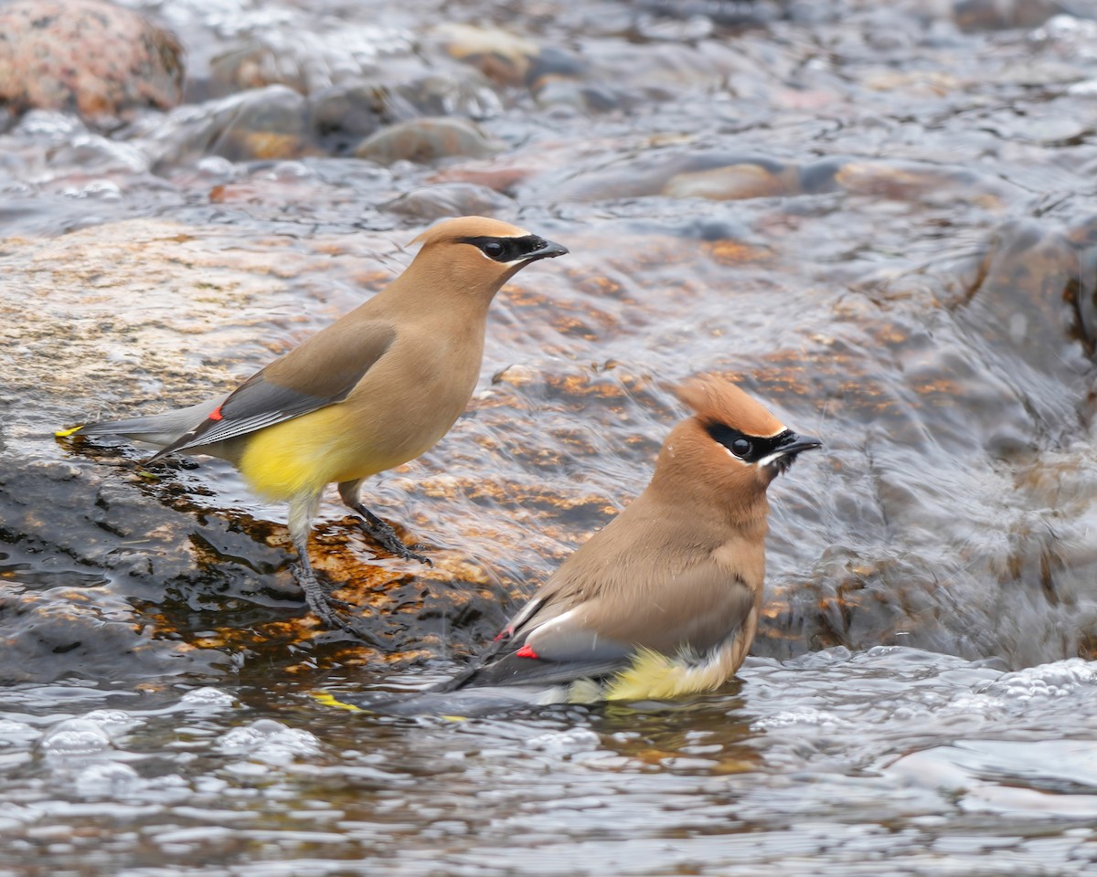 Cedar Waxwing - ML637746082