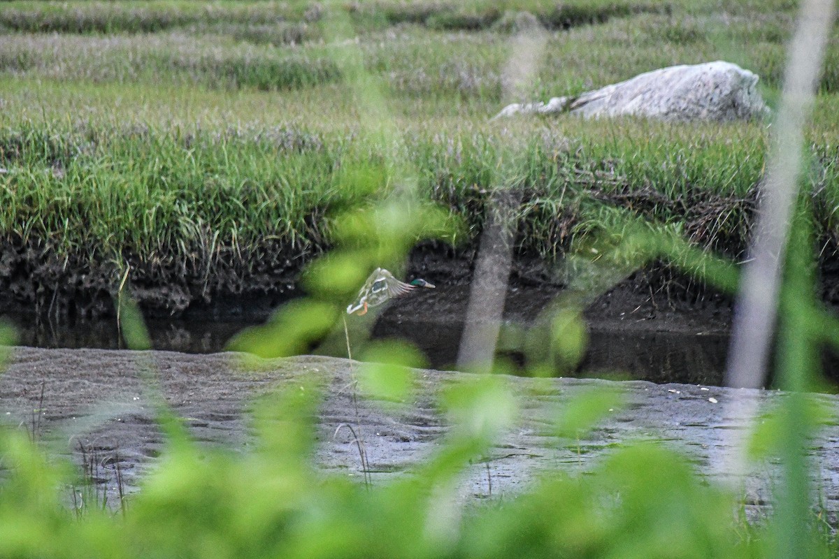 Mallard - ML637746131