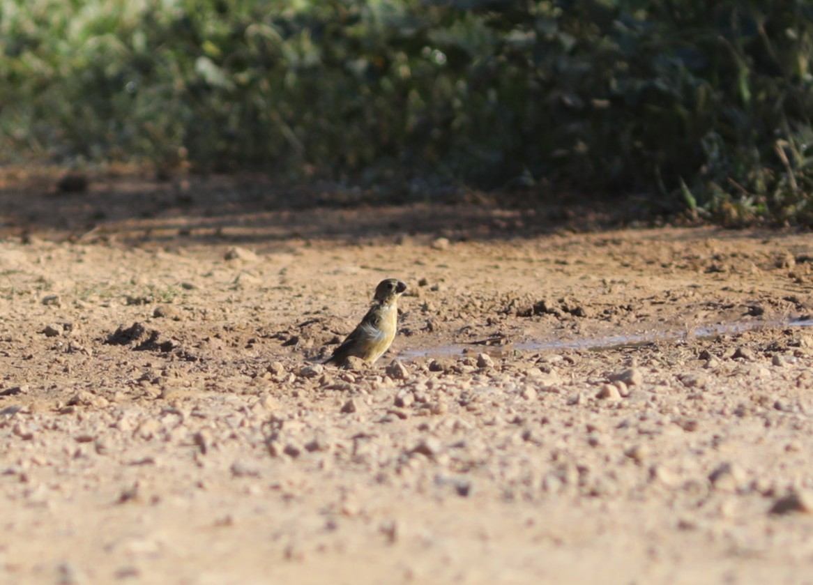 Tawny-bellied Seedeater - ML637746161