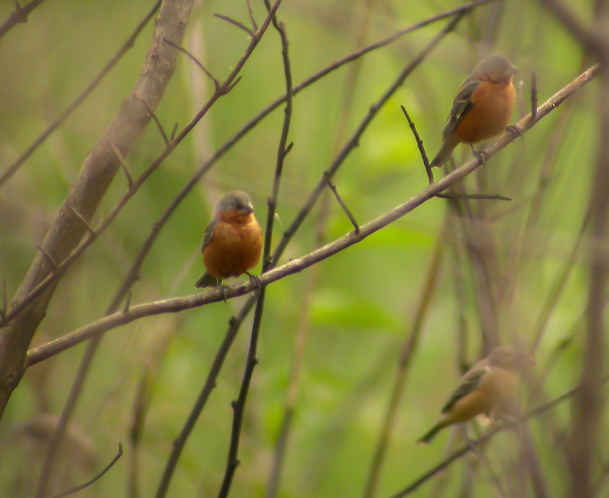 Rufous-rumped Seedeater - ML637746187