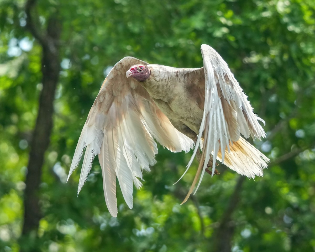 Turkey Vulture - ML637746213