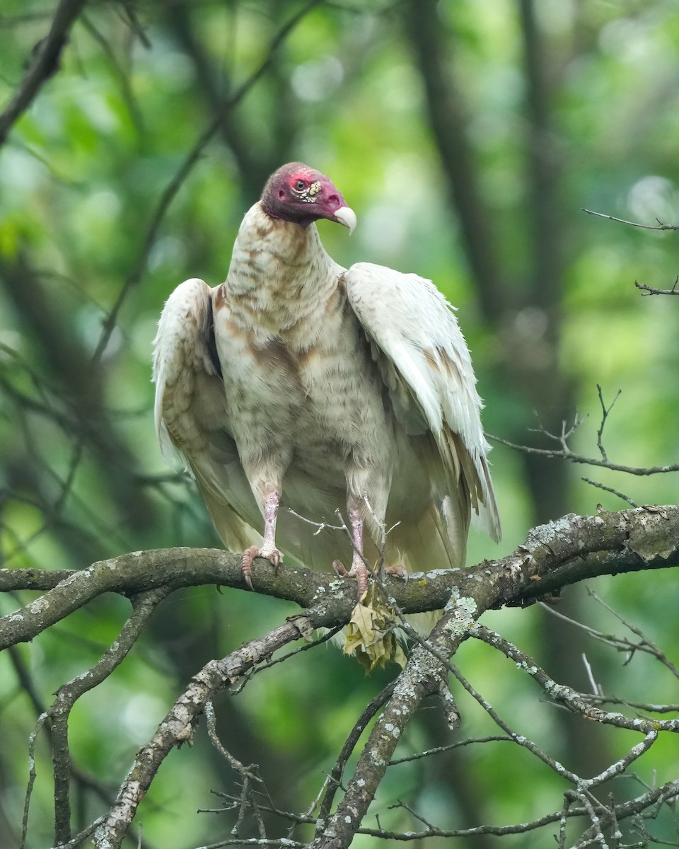 Turkey Vulture - ML637746215