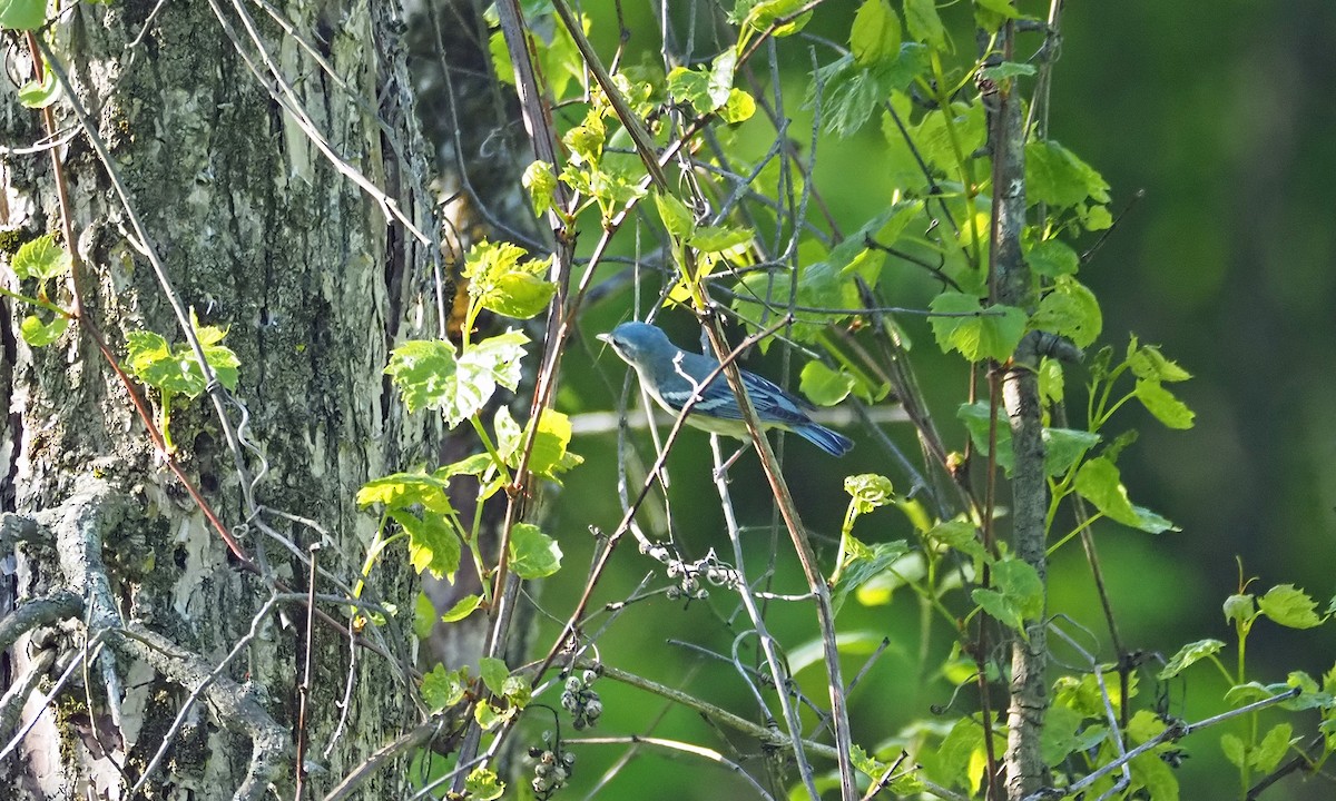 Cerulean Warbler - ML637746224