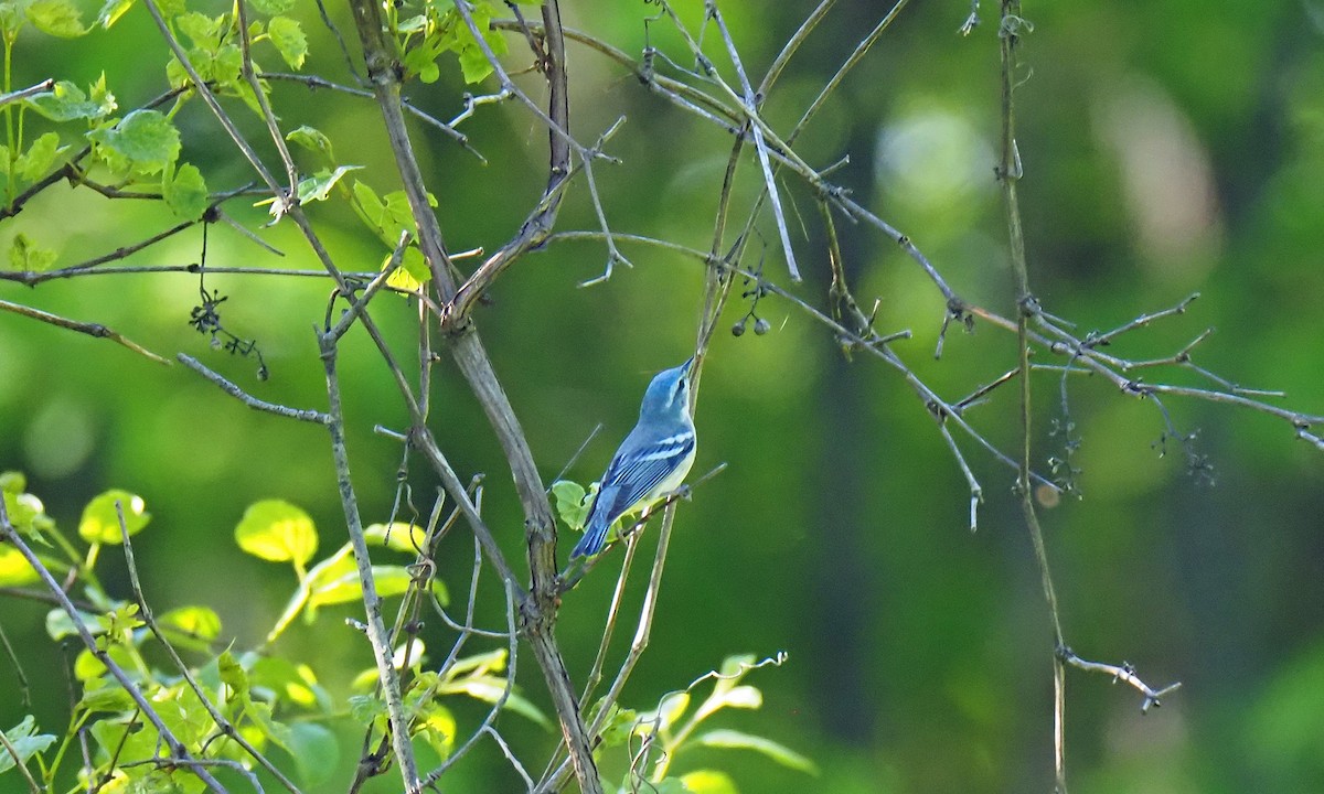Cerulean Warbler - ML637746225